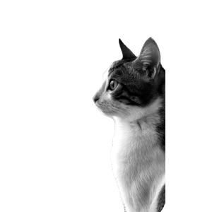 A Contemplative Cat Gazes Through A Window In A Serene Black And White Photo. 12528 - Cat PNG image with transparent background